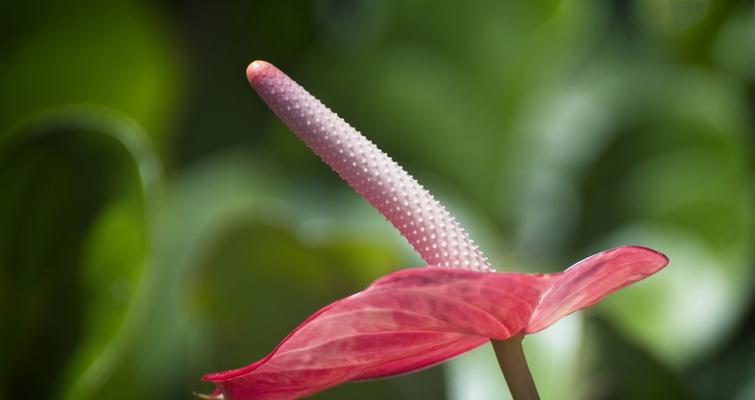 红掌花语的美丽与意义（红掌花语的背后隐藏的含义）