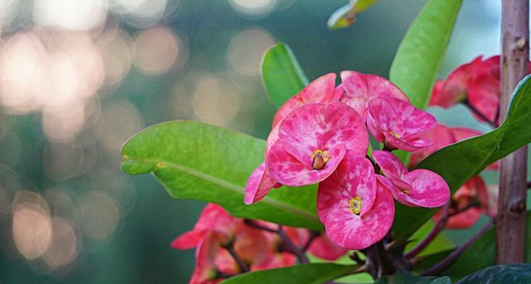 虎刺梅花（凛冽寒冬中的鲜花）