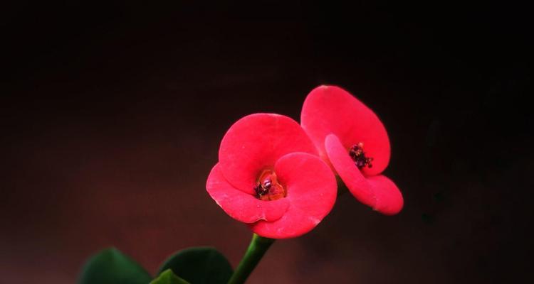 虎刺梅花（凛冽寒冬中的鲜花）