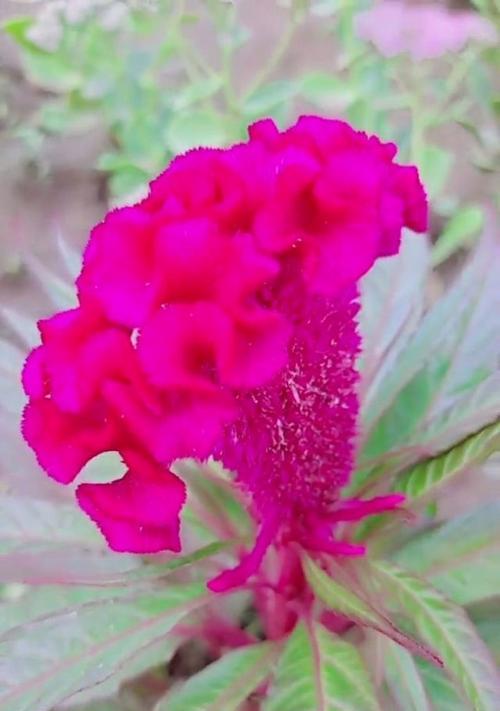 鸡冠花花语（探索鸡冠花的花语与意义）