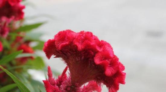 鸡冠花花语——勇敢追求爱情的象征（以鸡冠花为主角）