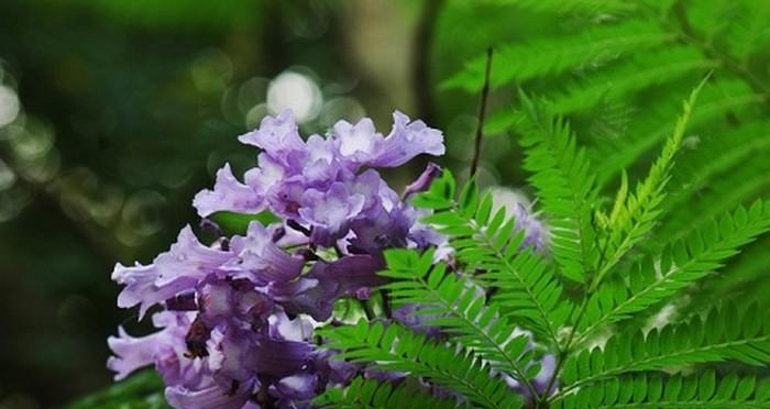 蓝花楹的花语与寓意（用蓝花楹传递的情感与愿望）