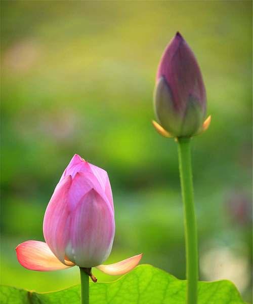 探寻莲花的寓意与象征——解读莲花在风水中的重要地位（灵感与纯净之源——莲花的象征意义和风水运用）