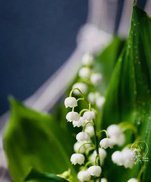 铃兰的花语与意义（探寻铃兰花所传递的情感与象征）