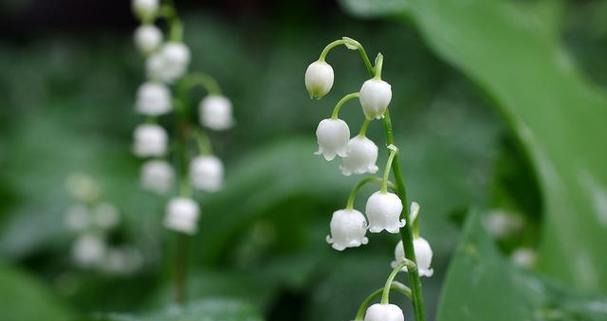 铃兰花（铃兰花语与寓意解析）