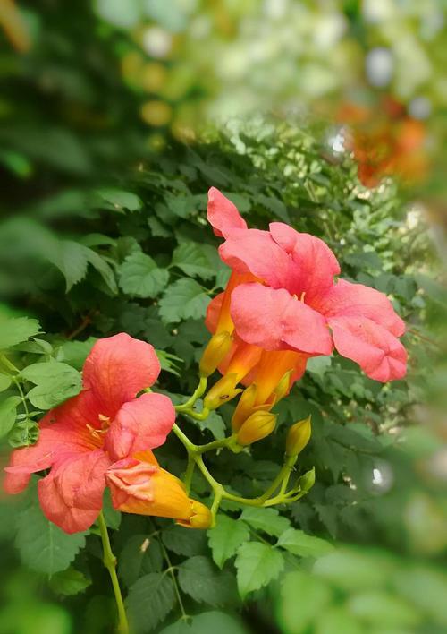 凌霄花花语与寓意（探寻凌霄花的奥秘）