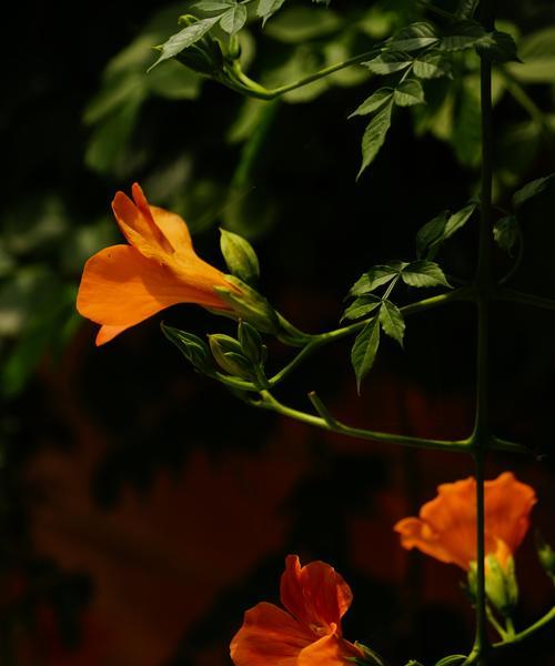 凌霄花花语与寓意（探寻凌霄花的奥秘）