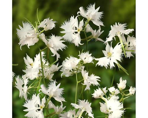 以鹭草的花语鹭草的传说（神奇的鹭草）