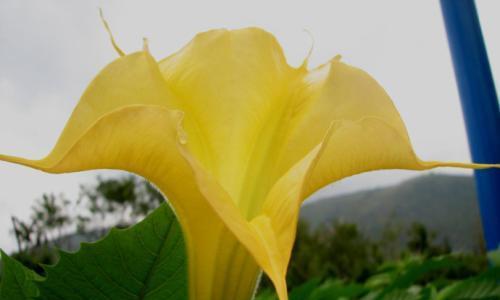 曼陀罗花的花语和寓意（探寻曼陀罗花的神秘与美丽）