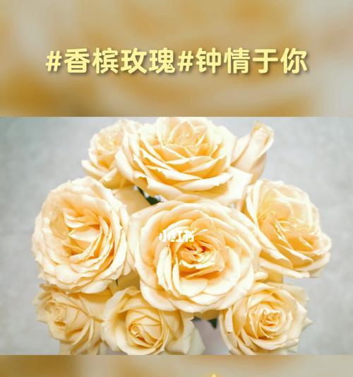 玫瑰花花语的深意与传说（揭开玫瑰花背后的秘密）