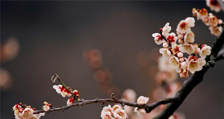 梅花的花语与象征寓意（探索梅花的深邃内涵与美丽象征）