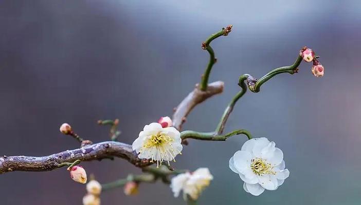 梅花的花语与象征寓意（探索梅花的深邃内涵与美丽象征）