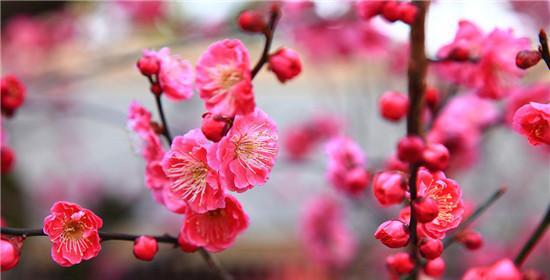 梅花的花语与象征寓意（探索梅花的深邃内涵与美丽象征）