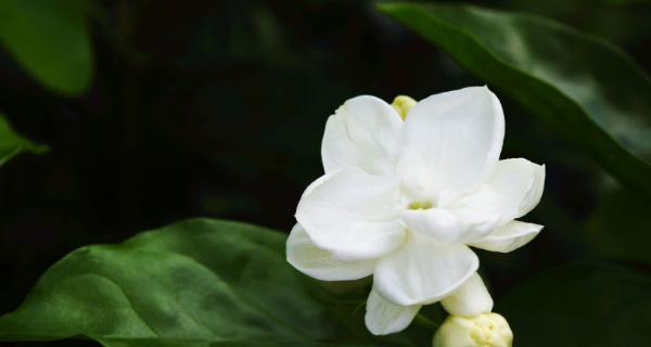 茉莉花的寓意及象征意义（探究茉莉花的花语和文化内涵）