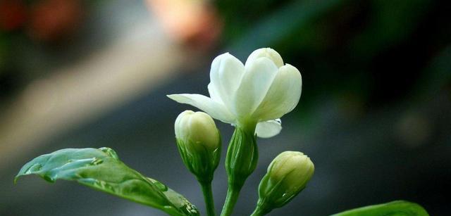 茉莉花的花语及其意义（解读茉莉花的花语）