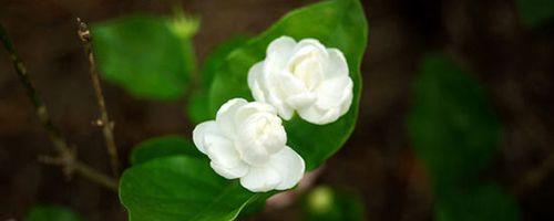 茉莉花的花语及其意义（解读茉莉花的花语）