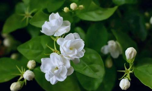 茉莉花的花语与寓意（解读茉莉花的花语和寓意）