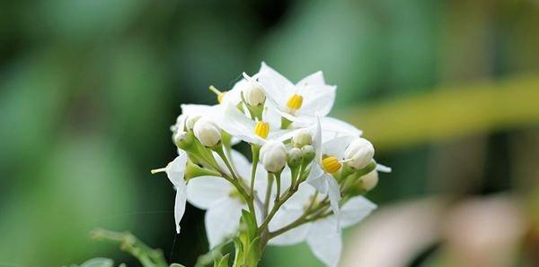 茉莉花的花语与寓意（解读茉莉花的花语和寓意）