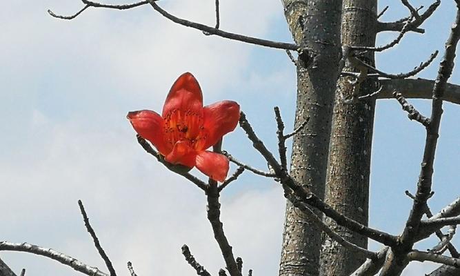 木棉花（木棉花）