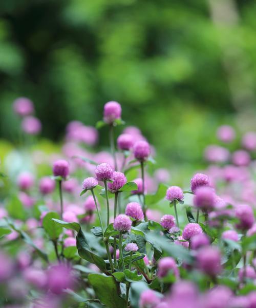 千日红花语（千日红的花语“不朽”解读）