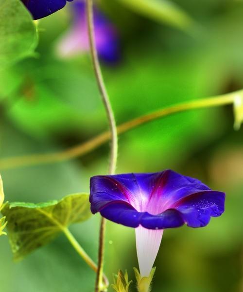 牵牛花的花语与寓意（牵牛花的美丽与情感）