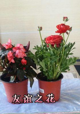 友谊之花（传递友谊的芬芳）