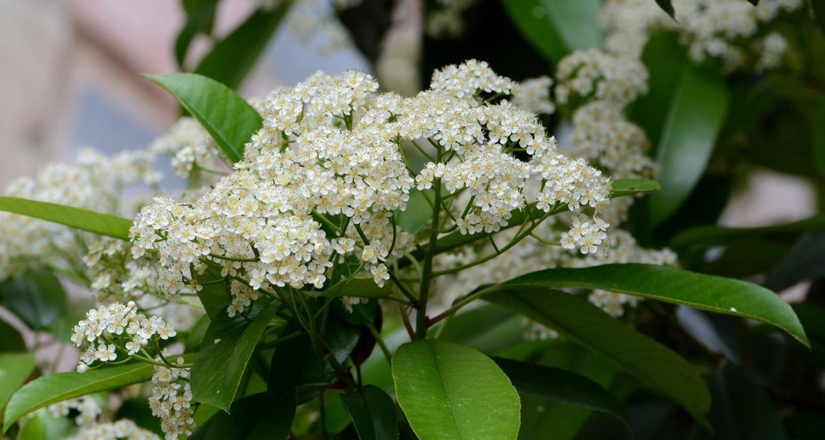 石楠花（石楠花的花语及寓意）