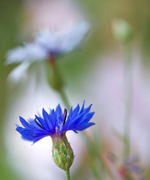 矢车菊花语（深情绽放）