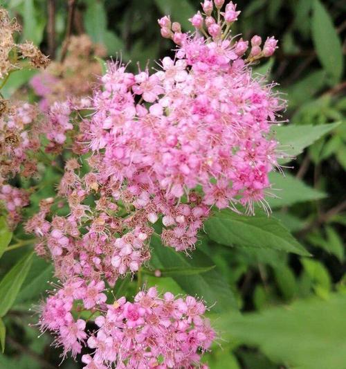 麻叶绣线菊的花语（麻叶绣线菊的花语意蕴与文化传承）