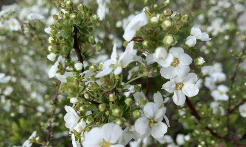 麻叶绣线菊的花语（麻叶绣线菊的花语意蕴与文化传承）