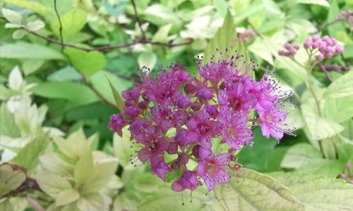 麻叶绣线菊的花语（麻叶绣线菊的花语意蕴与文化传承）