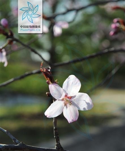 樱花的花语（浪漫）