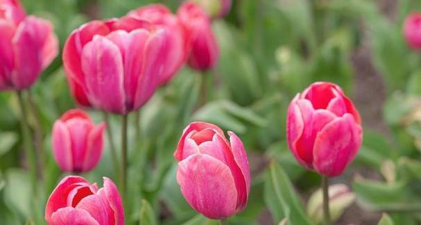 郁金香花语（探秘郁金香的花语及寓意）