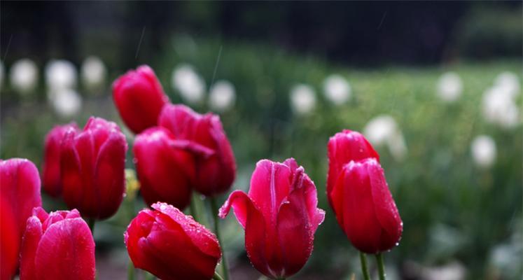 郁金香花语的意义与传承（探寻郁金香花语的历史渊源及其象征意义）