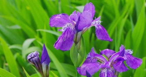 鸢尾兰花语——传递爱与希望的花语之旅（用鸢尾兰的花语编织幸福和美好的未来）