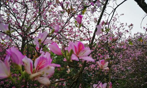 紫荆花（追寻紫荆花的奇幻之旅）