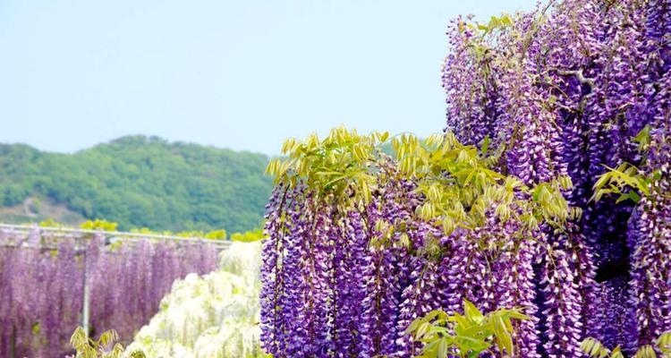 紫藤的象征与寓意（探寻紫藤的文化内涵和美学价值）