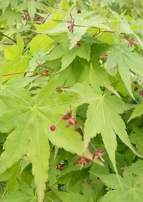 春日枫情——枫树开花时间及其影响（探寻枫树开花的奥秘）