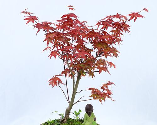 室内种植枫树的方法和技巧（让家中生机勃勃）