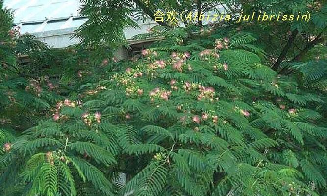 枫树到底是被子植物吗（探究枫树分类的科学之旅）