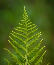 枫树——裸子植物的代表