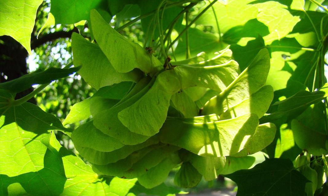 枫树种子发芽时间及其影响因素（探究枫树种子的发芽过程与生态环境的关系）