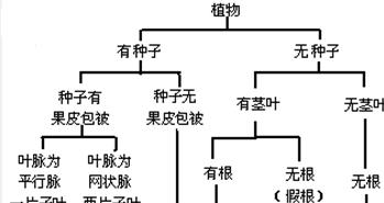 枫香树与三角枫的区别（探寻枫叶之美）