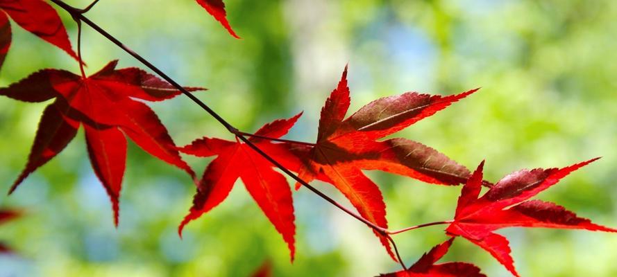 枫叶开花的奇妙之旅（观察枫叶开花的美妙经历）