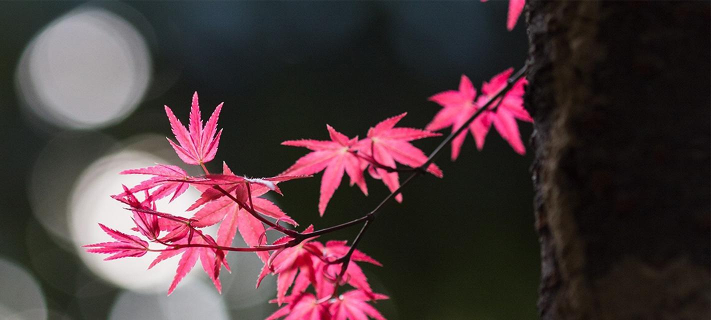 枫叶——加拿大国花的象征（枫叶的历史）