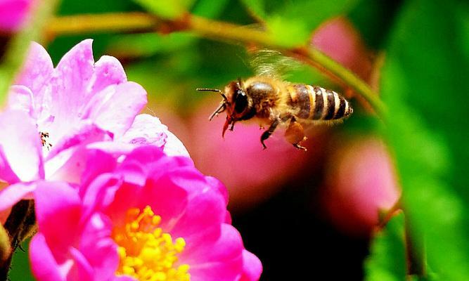 蜂蜜水浇花的妙用（适合浇什么花）