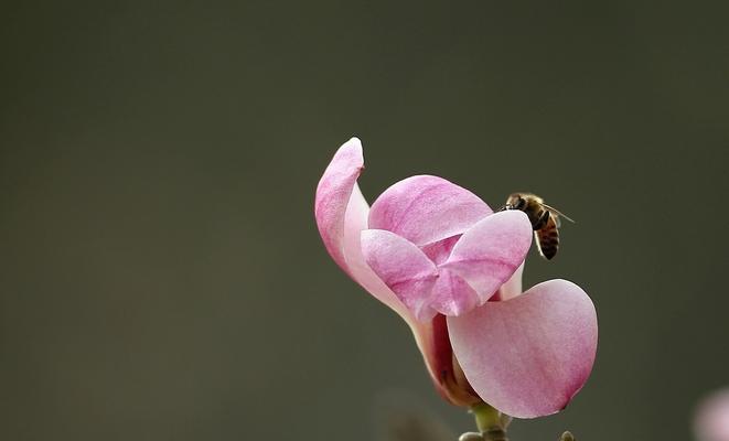 蜂蜜水浇花的妙用（适合浇什么花）