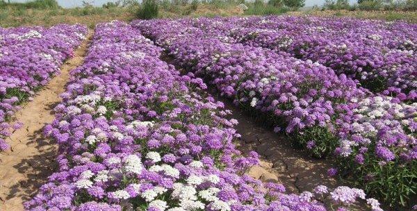 蜂室花的最佳播种时间（如何选择适合的播种时间来种植蜂室花）