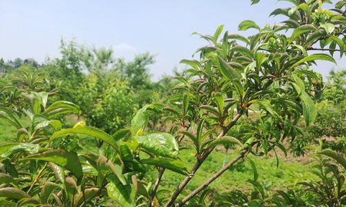 蜂糖李种植条件详解（种植区域气候与气温要求）