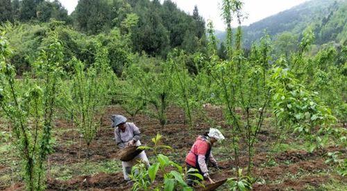 蜂糖李种植条件详解（种植区域气候与气温要求）